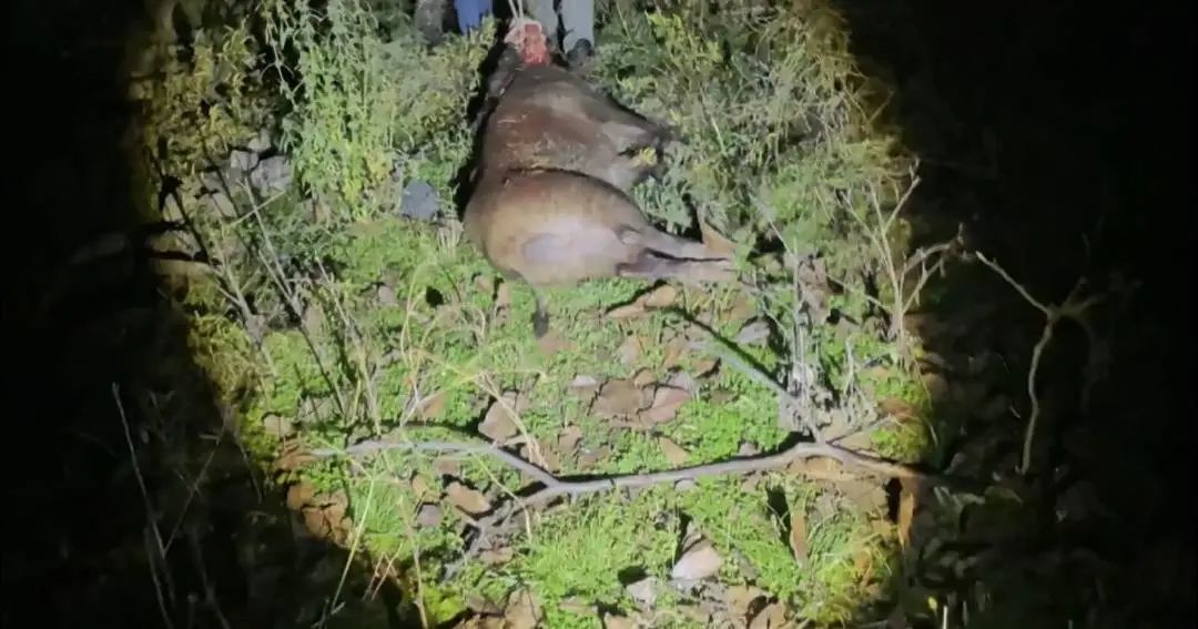 “职业野猪猎人月入过万”上热搜,当事人回应 “职业野猪猎人月入过万”上热搜,当事人回应