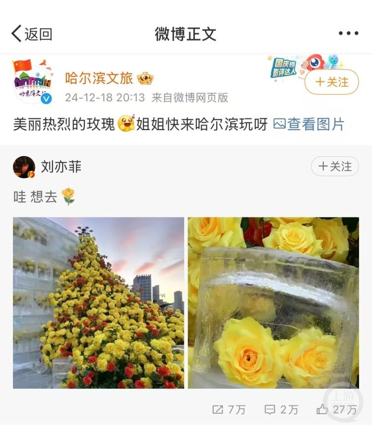 刘亦菲都想去哈尔滨看的“冰封黄玫瑰”，花艺师：用的仿真花