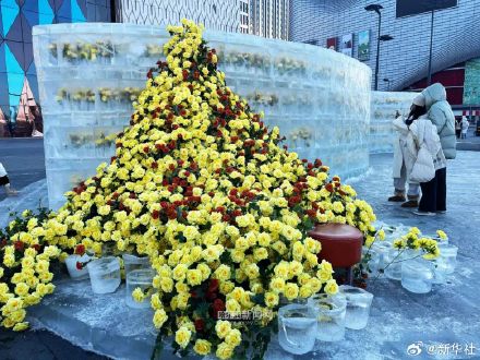 好看！哈尔滨黄玫瑰火了