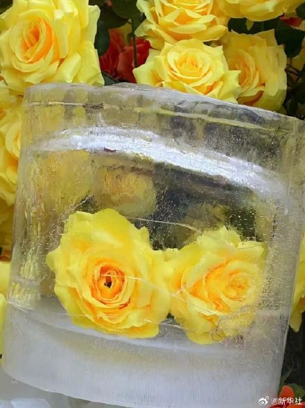 好看！哈尔滨黄玫瑰火了