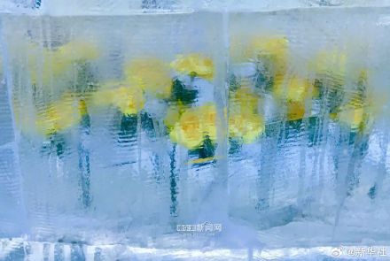 好看！哈尔滨黄玫瑰火了