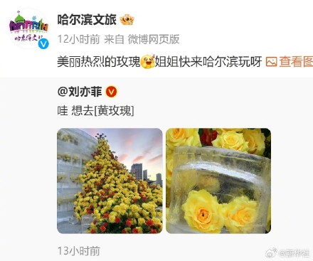 好看！哈尔滨黄玫瑰火了