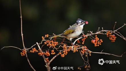 白头鹎现身北京玉渊潭 枝头觅食忙