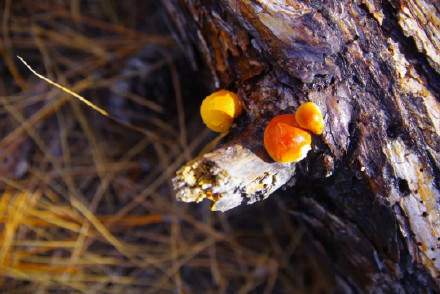 陕西发现全球新物种秦岭隐孔菌