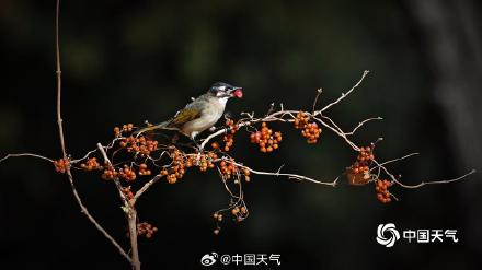 白头鹎现身北京玉渊潭 枝头觅食忙