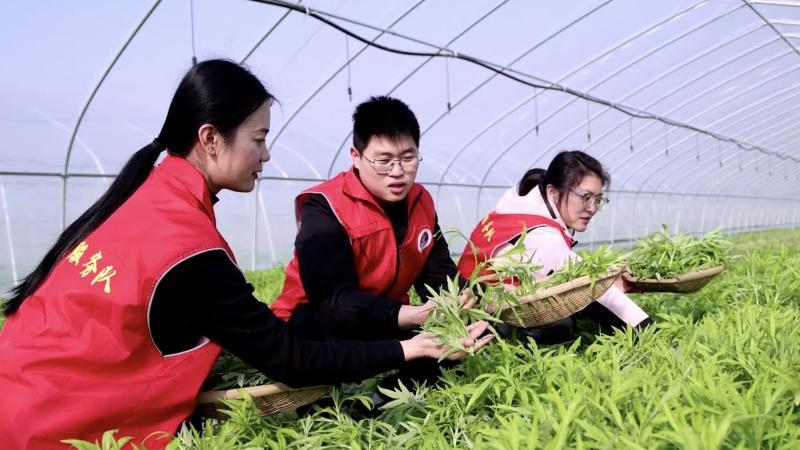 江西南昌：冬日里的藜蒿炒腊肉  家常美味暖人心
