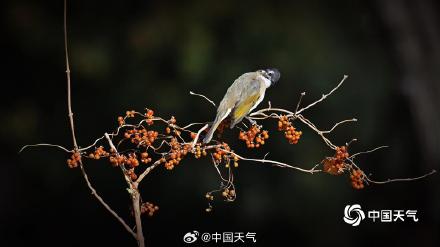 白头鹎现身北京玉渊潭 枝头觅食忙