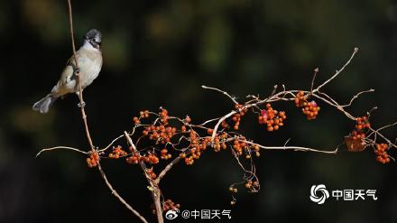 白头鹎现身北京玉渊潭 枝头觅食忙