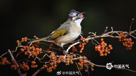 白头鹎现身北京玉渊潭 枝头觅食忙