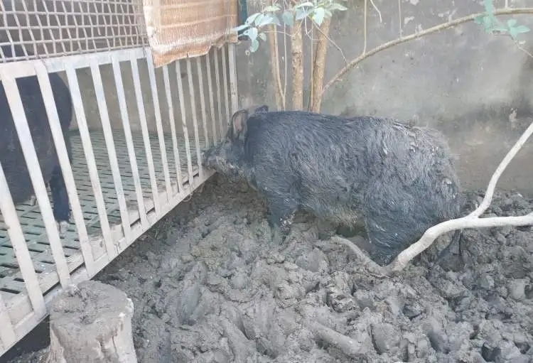 突然冲出！上海也出现“野猪”？相关部门：涉嫌违规