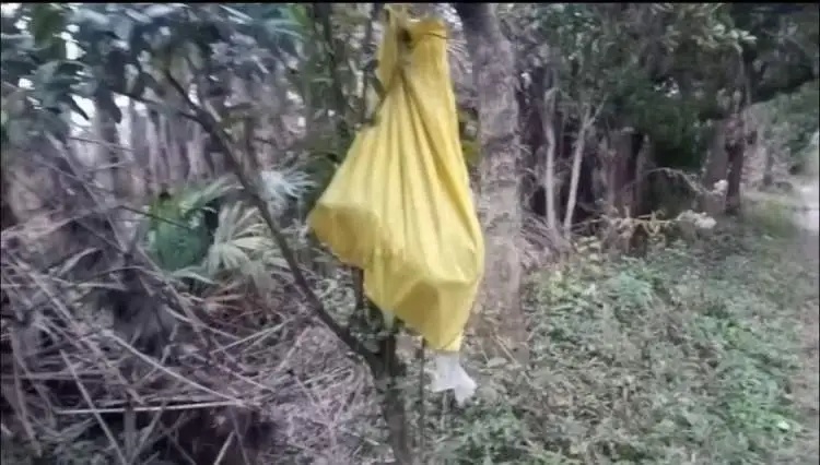 突然冲出！上海也出现“野猪”？相关部门：涉嫌违规