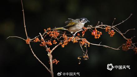 白头鹎现身北京玉渊潭 枝头觅食忙