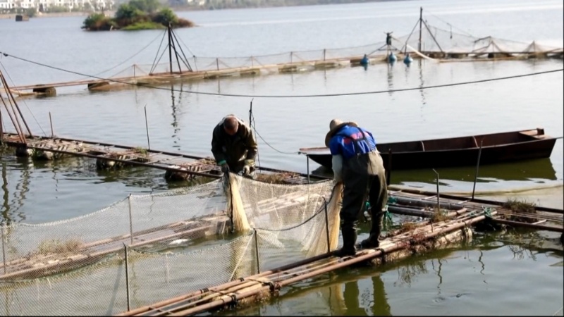 江西抚州:冬日好“丰”景 人欢鱼跃冬捕忙 江西抚州:冬日好“丰”景 人欢鱼跃冬捕忙