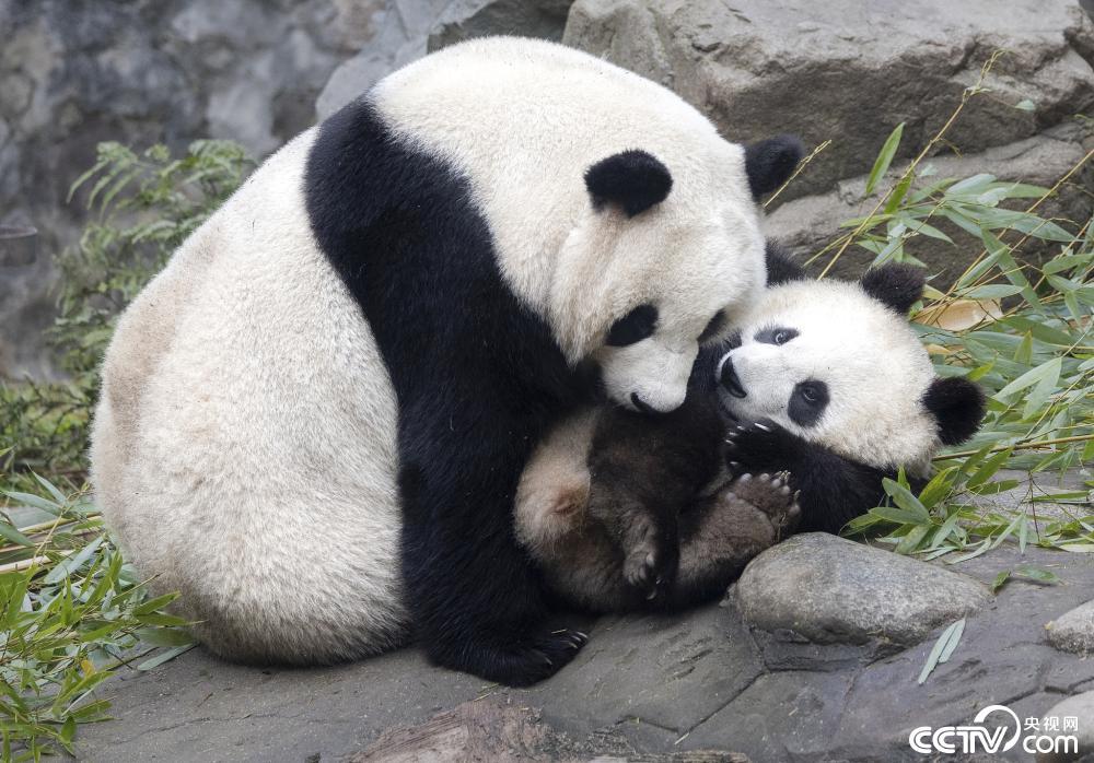 成都:大熊猫也爱“贴贴” 场面温馨治愈 成都:大熊猫也爱“贴贴” 场面温馨治愈