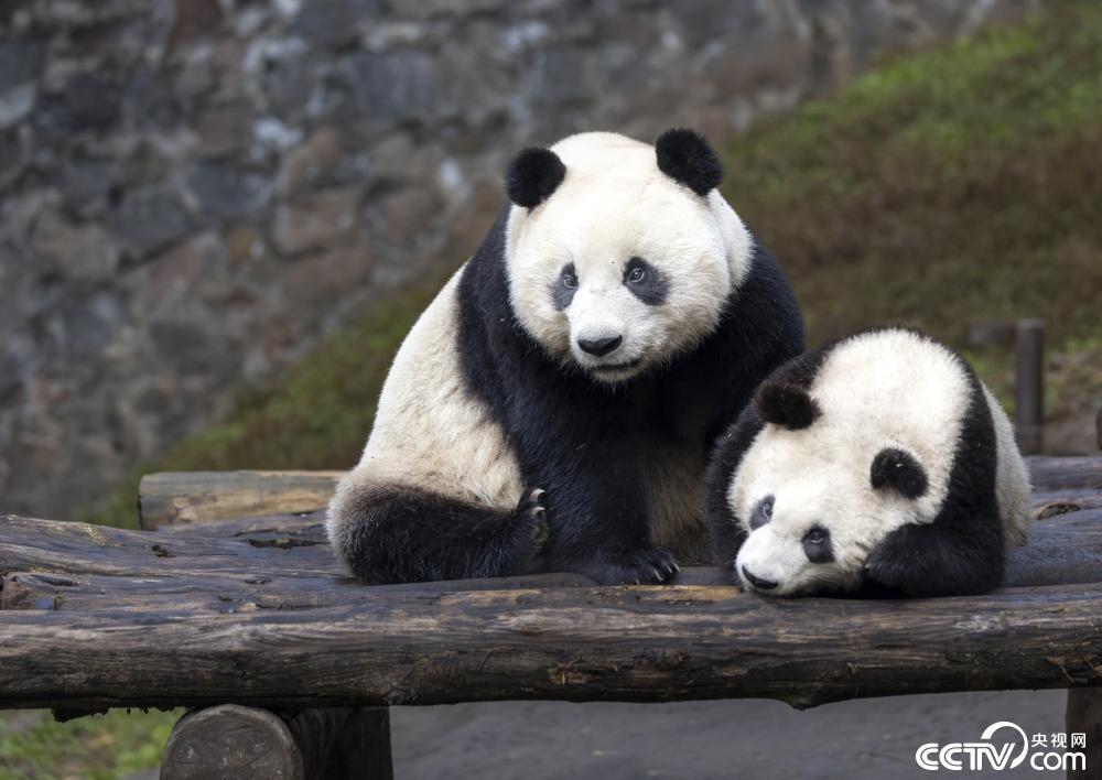 成都:大熊猫也爱“贴贴” 场面温馨治愈 成都:大熊猫也爱“贴贴” 场面温馨治愈