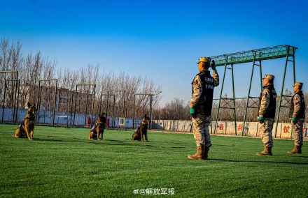 实力展示！警犬有多勇猛