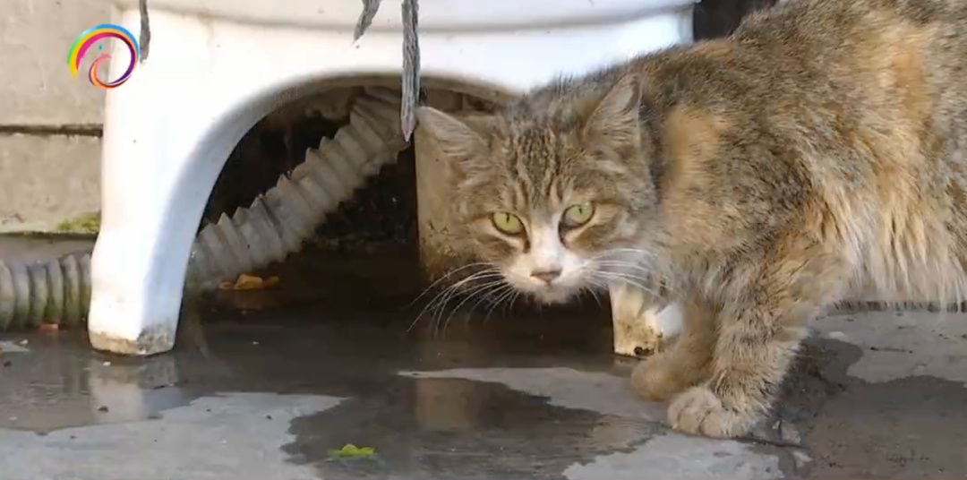 吸猫撸猫一时爽!有人却感染了危及生命的病...... 吸猫撸猫一时爽!有人却感染了危及生命的病......