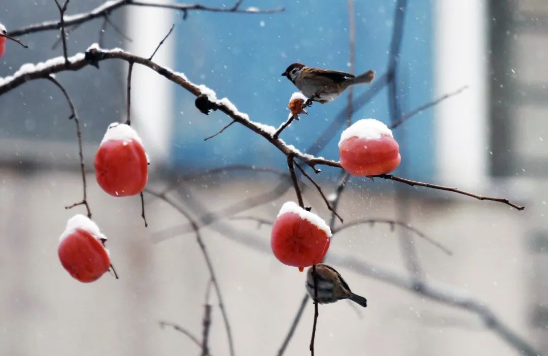 冬至来了，一年中最重要的养生时机！三个养生重点，储备一整年健康