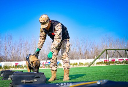 实力展示！警犬有多勇猛