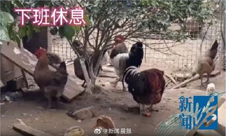 邻居养鸡凌晨2点起整点报时打鸣 女子崩溃:根本没法睡… 邻居养鸡凌晨2点起整点报时打鸣 女子崩溃:根本没法睡…