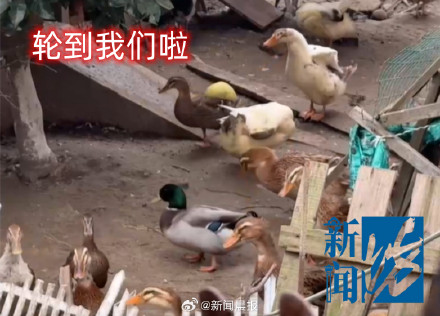 邻居养鸡凌晨2点起整点报时打鸣 女子崩溃:根本没法睡… 邻居养鸡凌晨2点起整点报时打鸣 女子崩溃:根本没法睡…