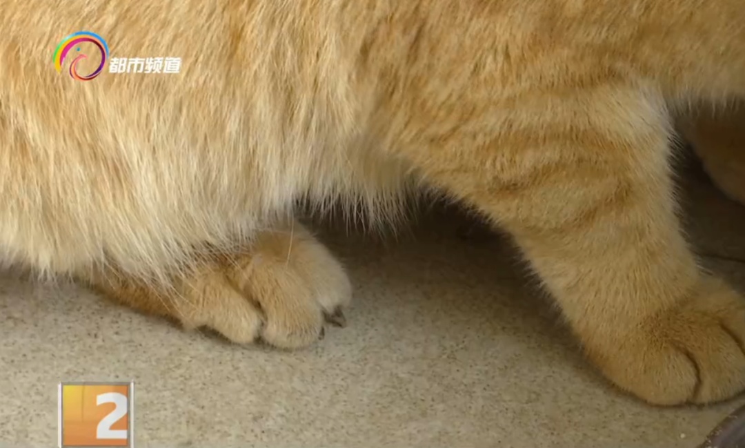 吸猫撸猫一时爽!有人却感染了危及生命的病...... 吸猫撸猫一时爽!有人却感染了危及生命的病......