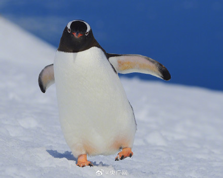 中国工程院院士:雪天防摔要跟企鹅学走路 中国工程院院士:雪天防摔要跟企鹅学走路