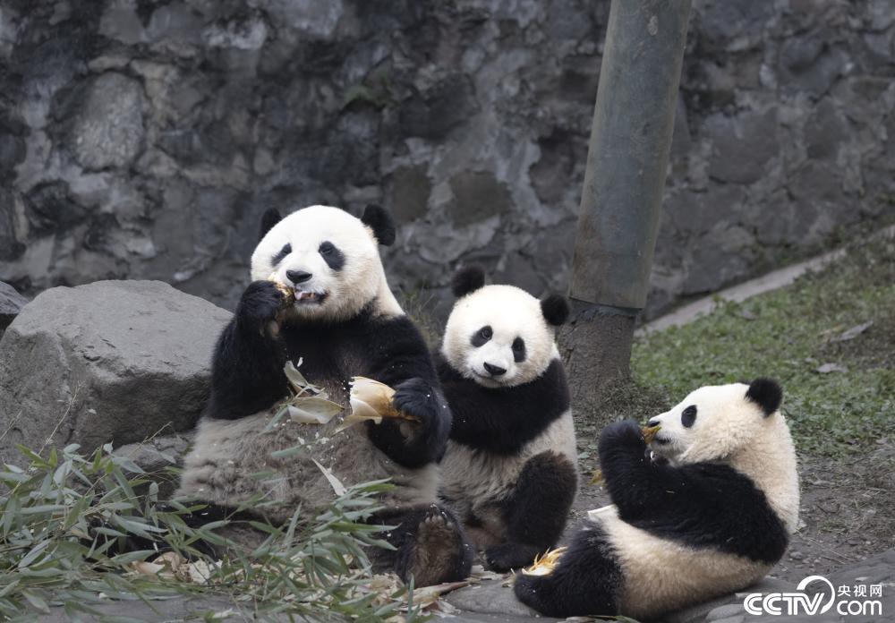 成都:大熊猫也爱“贴贴” 场面温馨治愈 成都:大熊猫也爱“贴贴” 场面温馨治愈