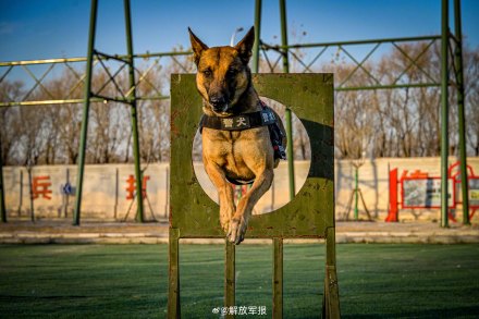 实力展示！警犬有多勇猛