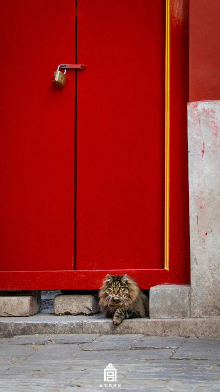 故宫小猫咪出来晒太阳啦