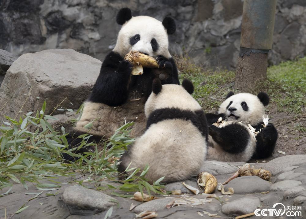 成都:大熊猫也爱“贴贴” 场面温馨治愈 成都:大熊猫也爱“贴贴” 场面温馨治愈