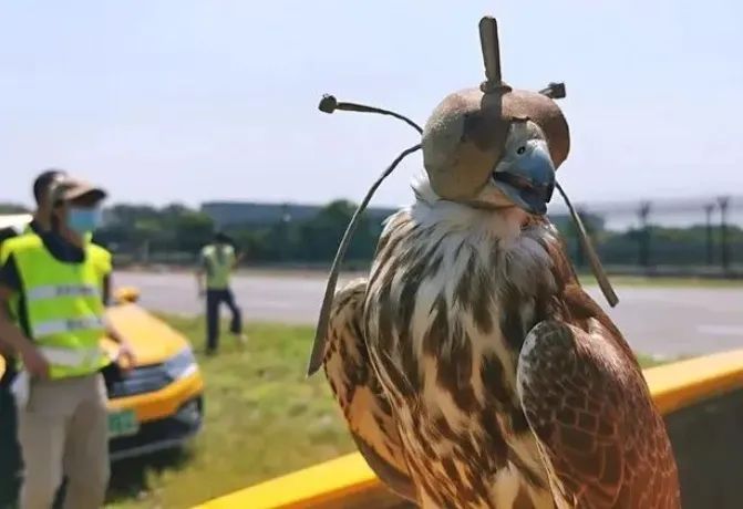 一民航飞机遭鸟撞后返航,鸟撞飞机有多可怕? 一民航飞机遭鸟撞后返航,鸟撞飞机有多可怕?