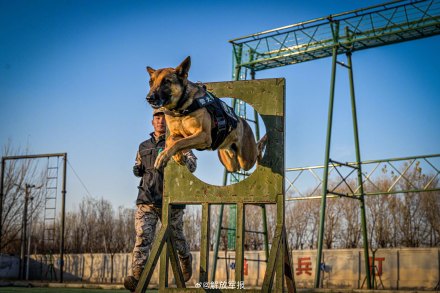 实力展示！警犬有多勇猛