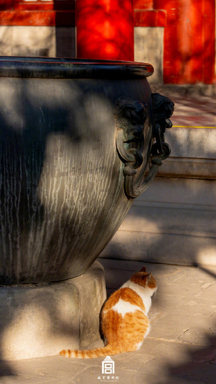 故宫小猫咪出来晒太阳啦