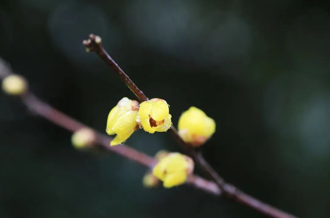 128年来最早！就在今天