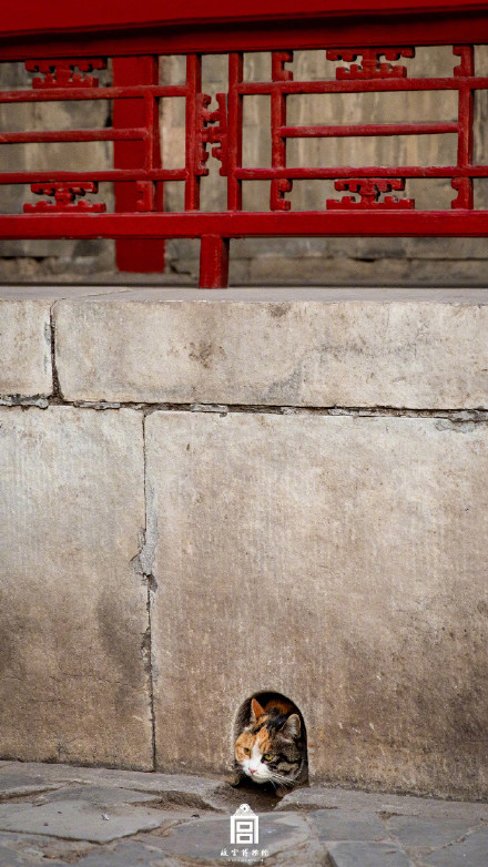故宫小猫咪出来晒太阳啦