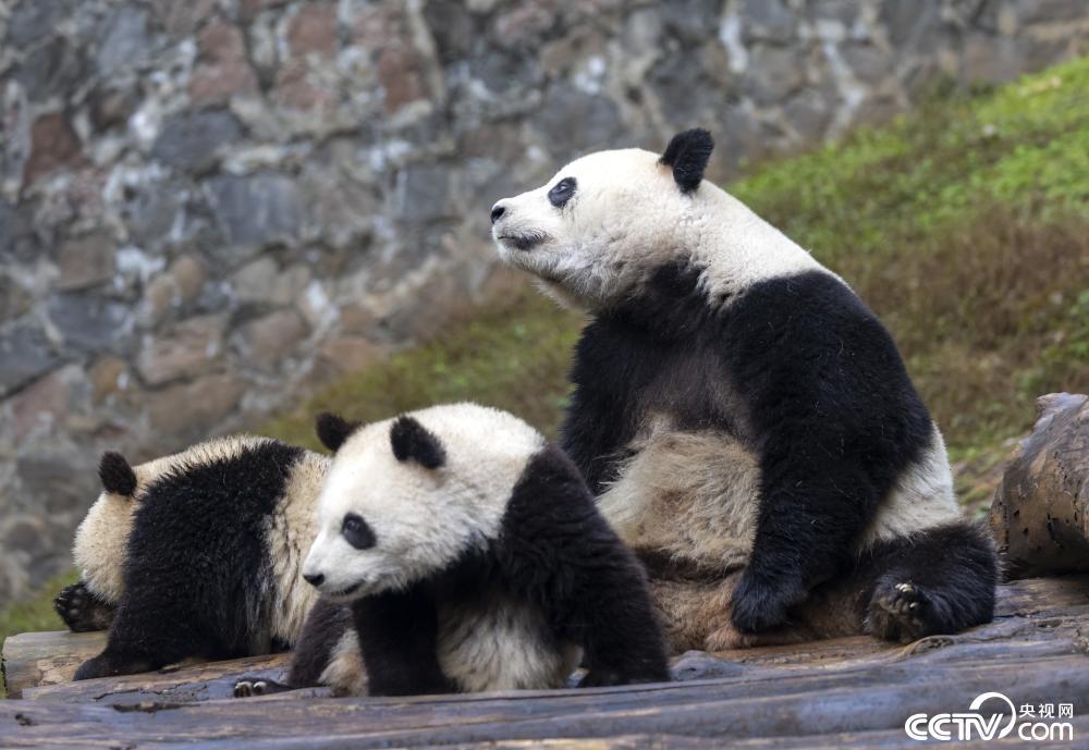 成都:大熊猫也爱“贴贴” 场面温馨治愈 成都:大熊猫也爱“贴贴” 场面温馨治愈