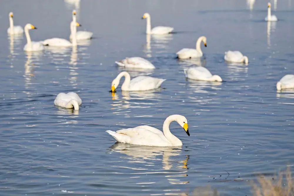运城:多彩盐湖 冬日画卷 运城:多彩盐湖 冬日画卷