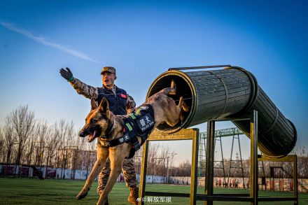 实力展示！警犬有多勇猛