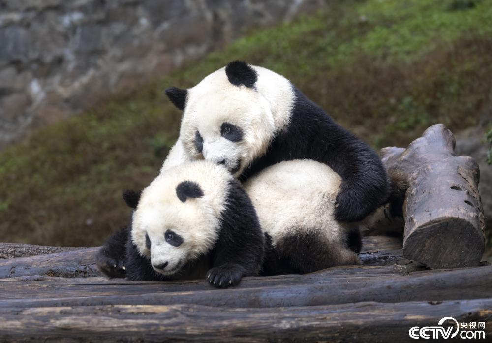 成都:大熊猫也爱“贴贴” 场面温馨治愈 成都:大熊猫也爱“贴贴” 场面温馨治愈