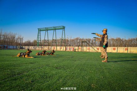 实力展示！警犬有多勇猛