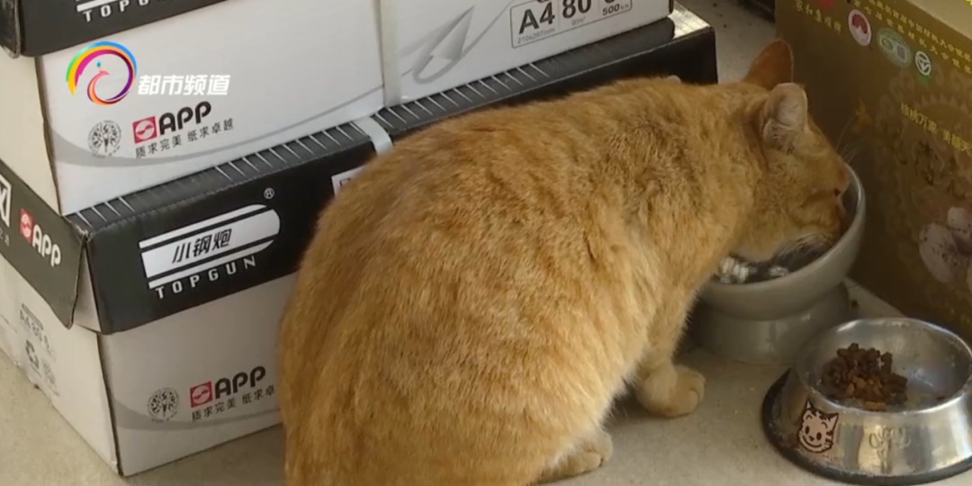 吸猫撸猫一时爽!有人却感染了危及生命的病...... 吸猫撸猫一时爽!有人却感染了危及生命的病......