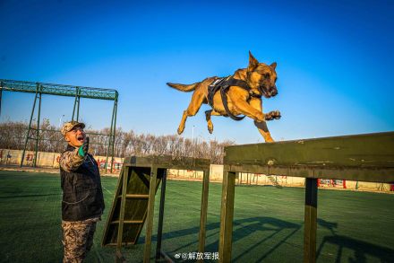 实力展示！警犬有多勇猛