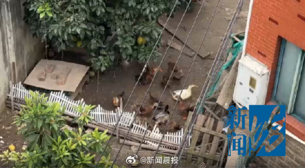 邻居养鸡凌晨2点起整点报时打鸣 女子崩溃:根本没法睡… 邻居养鸡凌晨2点起整点报时打鸣 女子崩溃:根本没法睡…