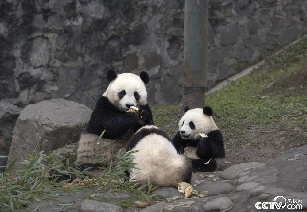 成都:大熊猫也爱“贴贴” 场面温馨治愈 成都:大熊猫也爱“贴贴” 场面温馨治愈