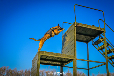 实力展示！警犬有多勇猛