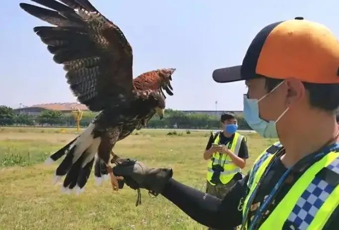 一民航飞机遭鸟撞后返航,鸟撞飞机有多可怕? 一民航飞机遭鸟撞后返航,鸟撞飞机有多可怕?