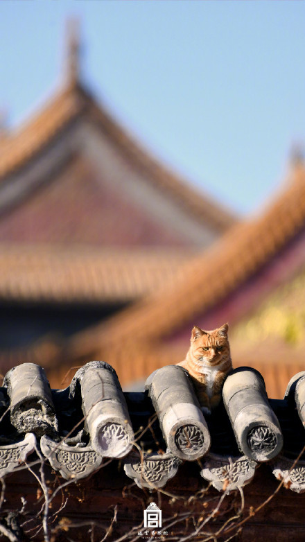 故宫小猫咪出来晒太阳啦