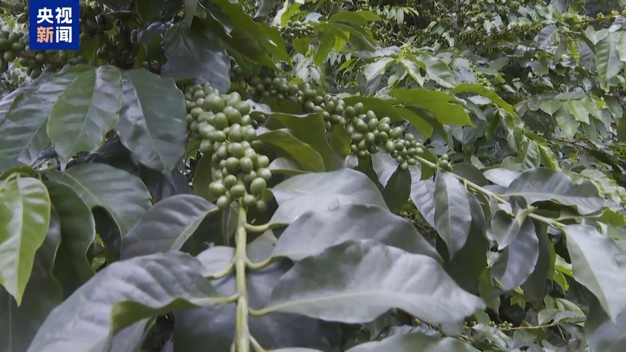 哥伦比亚咖啡业迎来全面复苏 产量和出口量均大幅增加