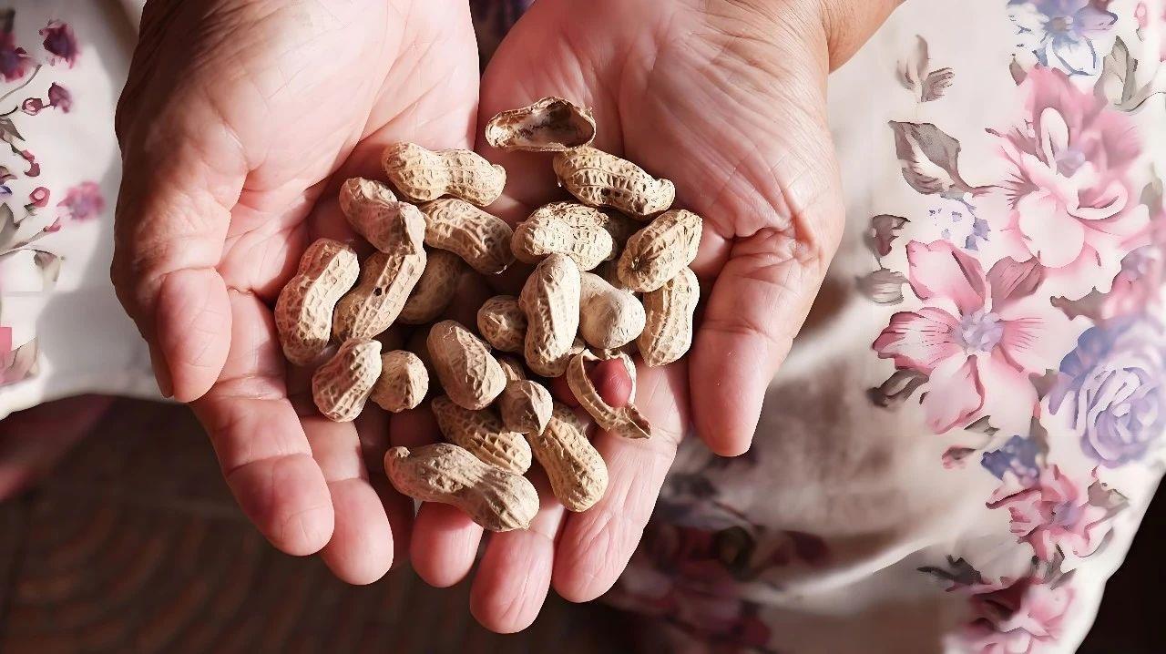 为了让你吃上无霉菌的花生 院士费尽心思→ 为了让你吃上无霉菌的花生 院士费尽心思→